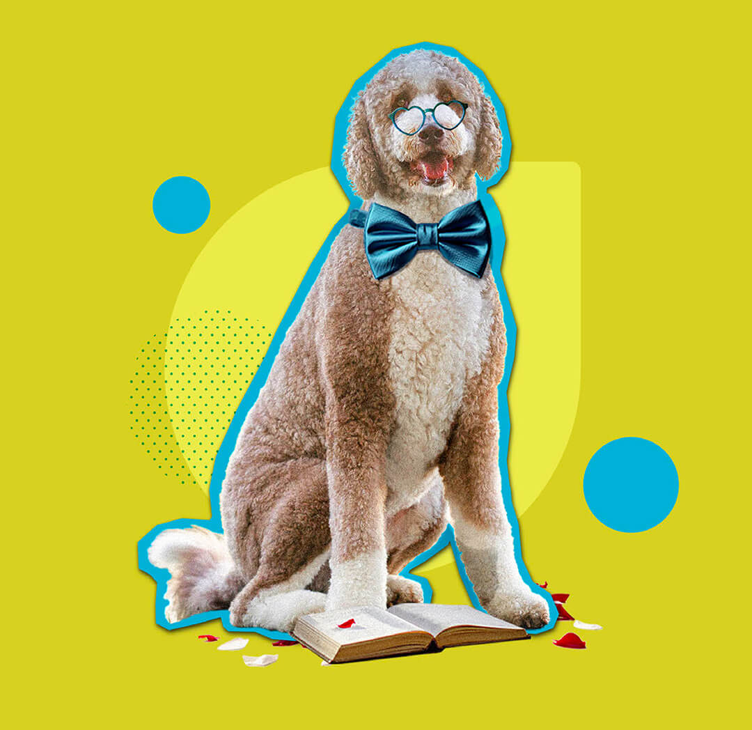 Collage d'un chien frisé portant un noeud papillon sur fond vert