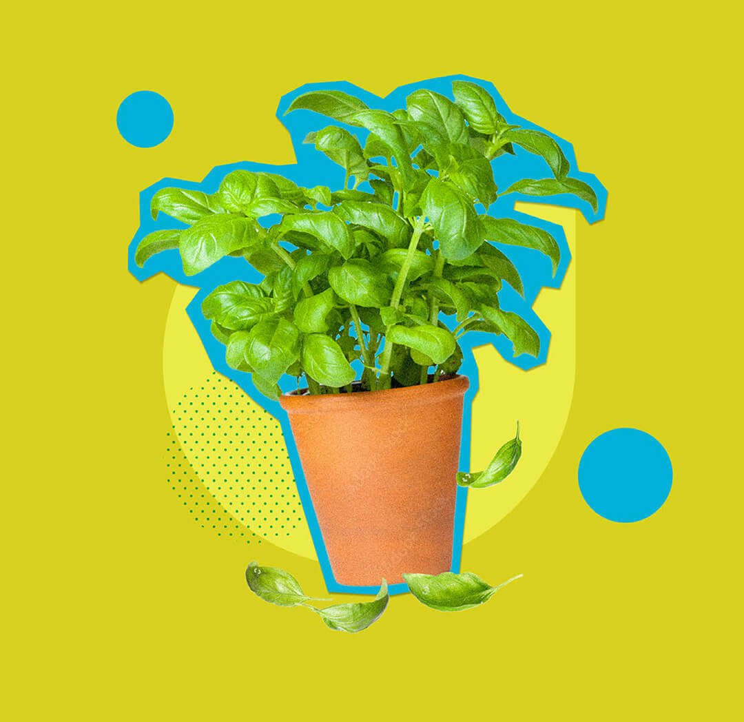 Collage d'un plant de basilic en pot sur fond vert